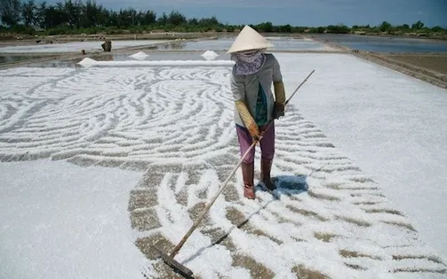 Nghề sản xuất muối Lý Nhơn - Cần Giờ được công nhận làng nghể truyền thống