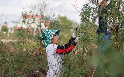 Thái Bình: Người dân tất bật cho vụ đào Tết Ất Tỵ 2025