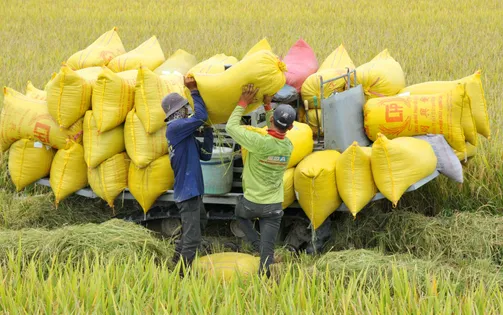 Người trồng lúa có 1 năm bội thu