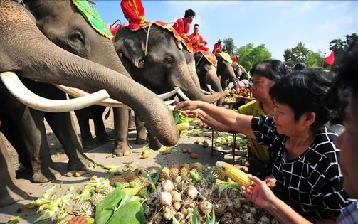 Tiêm thuốc tránh thai cho voi hoang dã để giảm thiểu các vụ tấn công