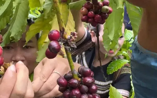 Giá cà phê, hồ tiêu tăng mạnh