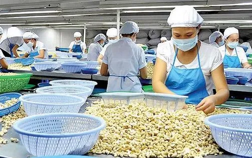 Việt Nam thu 4,37 tỷ USD từ xuất khẩu điều