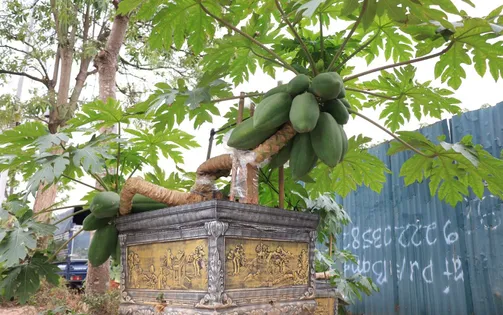 Đu đủ bonsai giá chục triệu đón Tết Nguyên đán Ất Tỵ