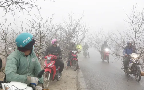 Nhộn nhịp chợ đào rừng Tết ở Tây Bắc