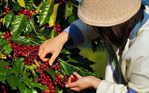Xuất khẩu cà phê Việt Nam vượt 2,2 tỷ USD