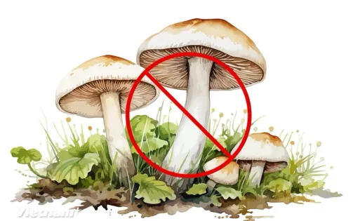 Một người tử vong, một người nguy kịch do ăn nấm lạ ở Lai Châu