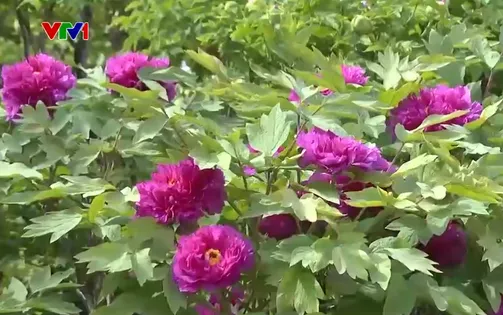 Trung Quốc thu hút du khách bằng hoa mẫu đơn