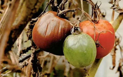 Thực phẩm nhanh hỏng đe dọa sức khỏe hàng trăm triệu người