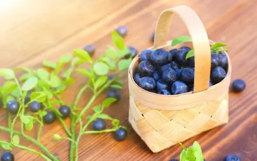 Vì sao việt quất được gọi là “Vua của các loại quả mọng”?