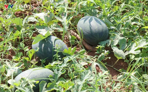 Quảng Bình: Nông dân lao đao vì dưa hấu mất mùa, mất giá