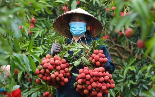3 mã vùng trồng vải thiều Bắc Giang đủ điều kiện xuất sang Hoa Kỳ
