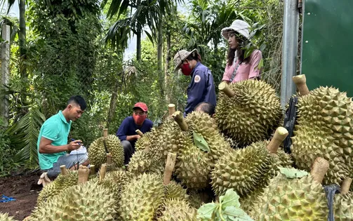 Xuất khẩu rau quả giảm lần đầu sau hai năm