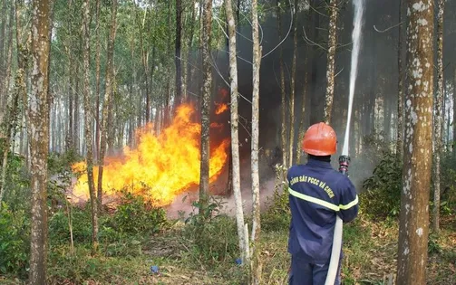 Chủ động các phương án phòng, chống cháy rừng mùa nắng nóng