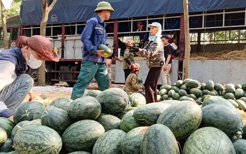 Dưa hấu mất mùa, giảm giá