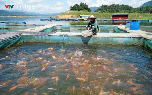 Thanh Hóa: Nuôi cá lồng trên hồ thủy điện – sinh kế mới cho người dân vùng cao