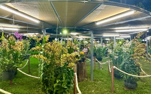 Festival hoa lan TP Hồ Chí Minh 2025: Chuyến tàu đa sắc kết nối ba miền