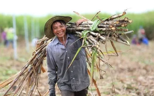 Doanh nghiệp mía đường điêu đứng vì đường lậu