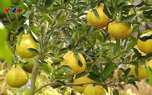 Độc lạ giống cam lai “Như Ý”