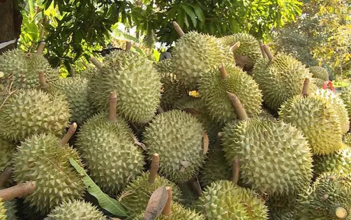 Sầu riêng trúng mùa nhưng rớt giá