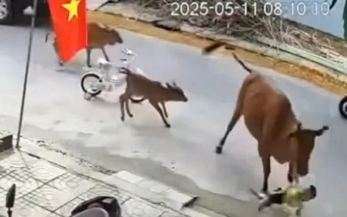 Cháu bé đang đứng chơi trước cửa nhà thì bị bò thả rông húc ngã