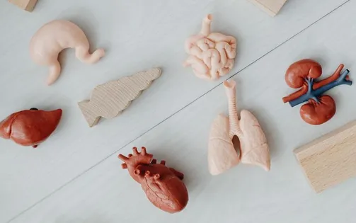 In 3D ngay trong cơ thể bằng sóng siêu âm