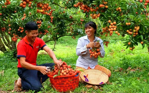 Vải vào vụ sớm, đơn hàng xuất khẩu tăng vọt