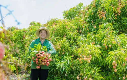 Nông dân ở Đắk Lắk "trúng đậm" vì vải thiều được mùa được giá
