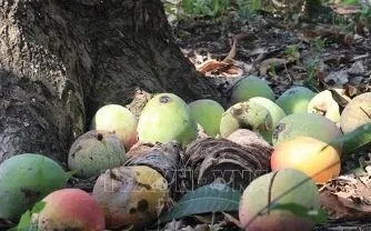 Giá xoài Úc chỉ còn… 1.000 đồng/kg
