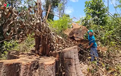 Kon Tum: Chỉ đạo điều tra làm rõ vụ phá gần 1 ha rừng tại khu vực biên giới