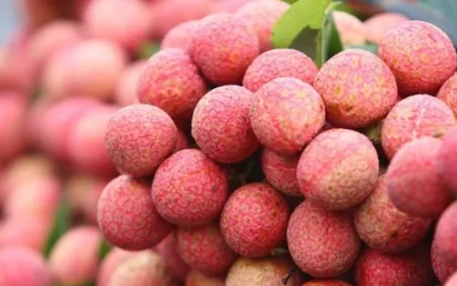 Được mùa vải, 700 tấn có đơn hàng xuất khẩu