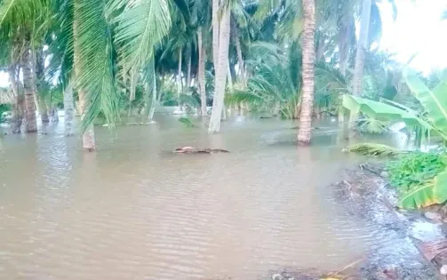 Trà Vinh công bố tình huống khẩn cấp sạt lở đê bao khu vực Cồn Hô