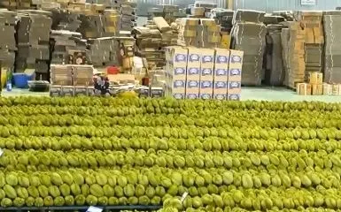 Sầu riêng rớt giá mạnh