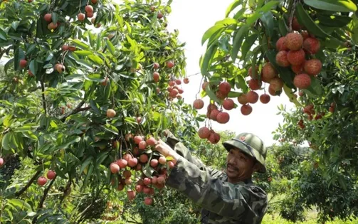 Chủ động các kịch bản tiêu thụ nông sản