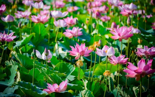 Mùa sen miền Duyên hải.