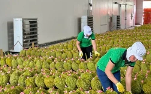 Kiến nghị gỡ khó xuất khẩu sầu riêng sang Trung Quốc