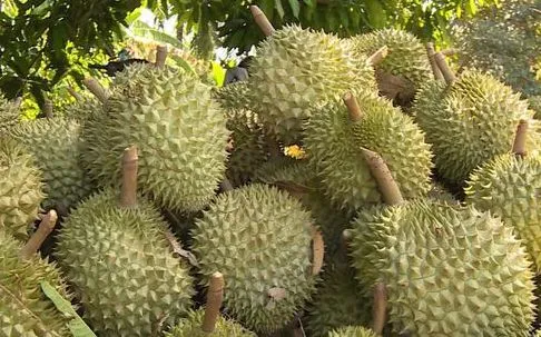 Cắt 100 mã vùng trồng, siết chặt chất cấm trên sầu riêng
