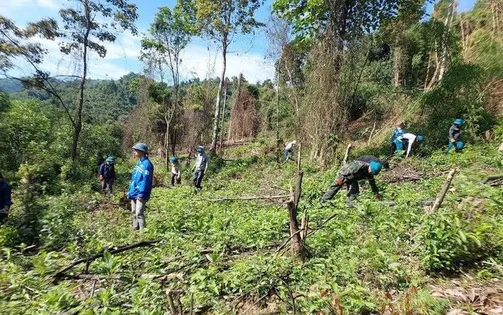 Quảng Bình: Cưỡng chế nhiều diện tích keo trồng trên đất rừng tự nhiên