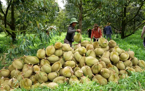 Trung Quốc cập nhật thêm 829 mã vùng trồng, 131 mã đóng gói sầu riêng của Việt Nam