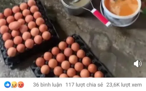 Người chăn nuôi lỗ nặng vì "tin đồn" trứng giả