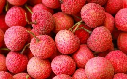 Mở rộng kết nối tiêu thụ vải thiều