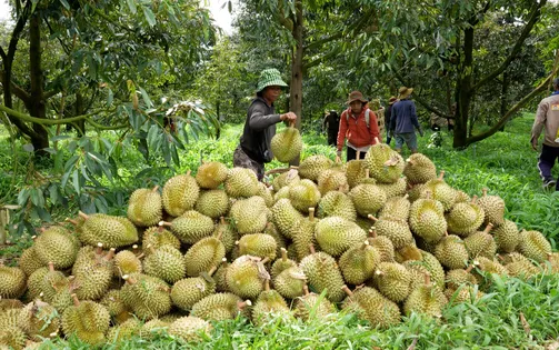 Để sầu riêng khỏi... sầu