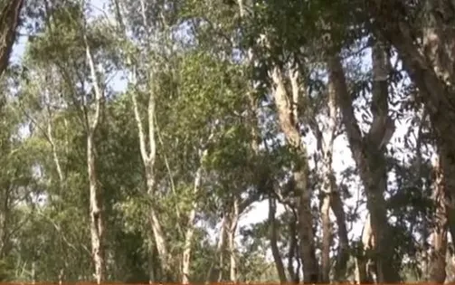 Việt Nam thuộc nhóm "rủi ro thấp" trong Quy định chống phá rừng của EU