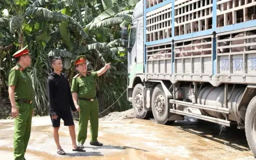 Xe tải chở 18 tấn lợn mắc dịch tả lợn châu Phi đi tiêu thụ