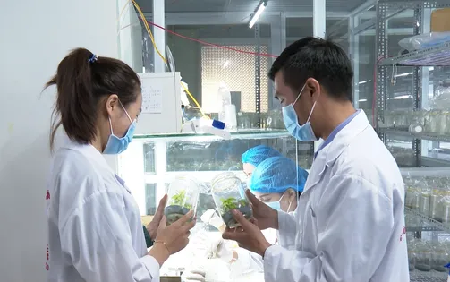 Kon Tum: Làm rõ nguyên nhân cấp mã số vùng trồng bất thường cho doanh nghiệp sâm Ngọc Linh