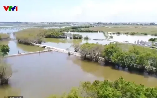 Mang lại màu xanh cho vùng đầm phá ven biển