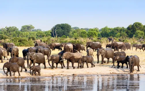 Zimbabwe tiêu diệt voi cung cấp thịt cho cư dân