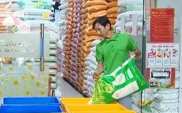 Sức mua gạo ST25 giảm trước thông tin bị làm giả