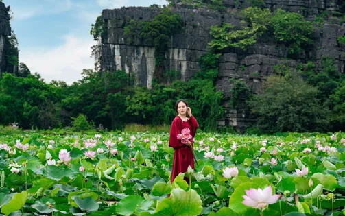 Hoa sen ở Hang Múa vào mùa đẹp nhất trong năm