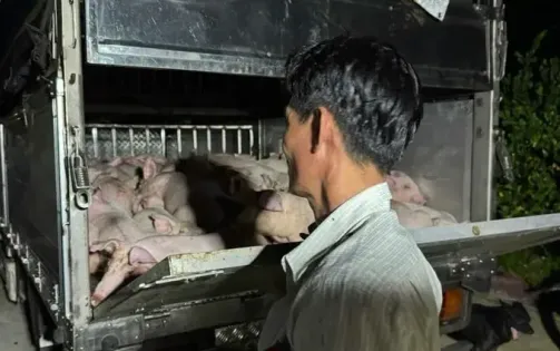 Bạc Liêu: Phát hiện xe chở 120 con lợn không có giấy kiểm dịch