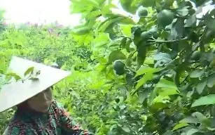 Chanh tứ quý vào vụ, nông dân “trúng mùa trúng giá”